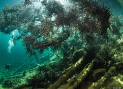 underwater-forest-scuba-diving-lake-fernsteinsee-austria.jpg.webp