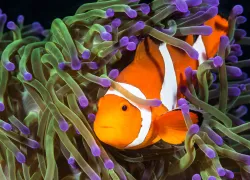 underwater-photo-tips-false-clown-anemonefish-with-proper-exposure_x.jpg.webp