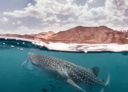 underwater_photo_gallery_instagram_whale_shark_david_robinson.png.webp