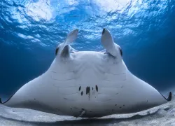 underwater_photographer_spotlight_gabriel_barathieu_manta_teaser_.jpg.webp