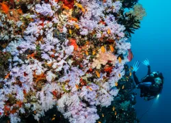 wall_diving_in_fiji-_.png.webp