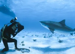 web_epiphany-ellen-cuylaerts-tiger-shark_michael-maes.jpg.webp
