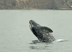 whale-jumping-dana-point-shutterstock-richard-fitzer.jpg.webp