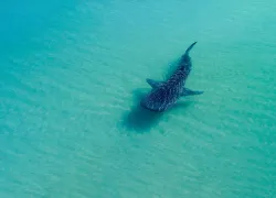 whale-shark-david-fleetham-oceanwideimages.jpg.webp