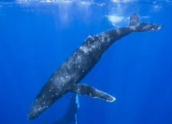 what-its-like-dive-tahiti-humpbacks_moorea_capozzola.jpg.webp