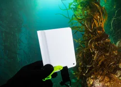 white-balance-card-underwater-credit-brent-durand.jpg.webp