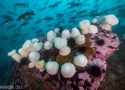 white-plumrose-sea-anemones-brandon-cole.jpg.webp