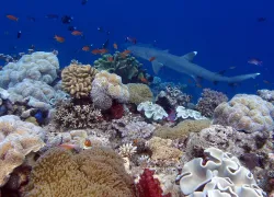 whitetip-reefshark-alike-schroeder.png.webp