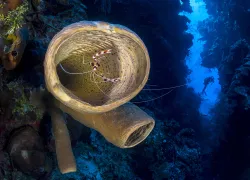wide-angle-wall-photos-alex-mustard-scu-.jpg.webp