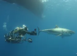wil-self-propelled-shark-cage-camera-erick-higuera.jpg.webp