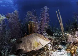 wil-to-dive-florida-keys-now--hero.jpg.webp