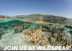 wildspeak_press_release_teaser_horizontal.jpg.webp
