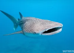 year_end_travel_whale_sharks_.jpg.webp