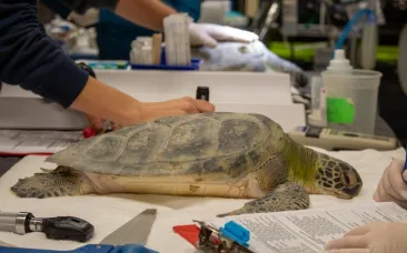 coldstunnedseaturtles_brevardzoo.jpg.webp