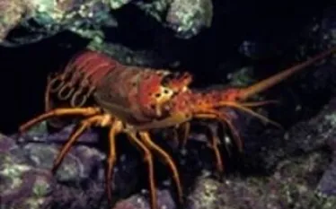 -Lobster_.jpg.webp