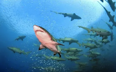 Sand Tiger Shark North Carolina Diving Olympus.jpg.webp