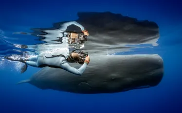 SpermWhales_JayClue.JPG.webp
