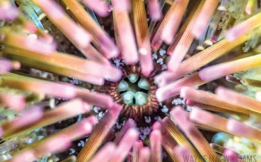 terrifying_teeth_purple_urchin_spd_.jpg.webp