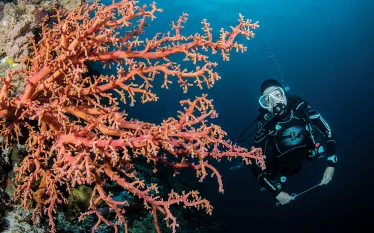 buddy-diving-photo.jpg.webp