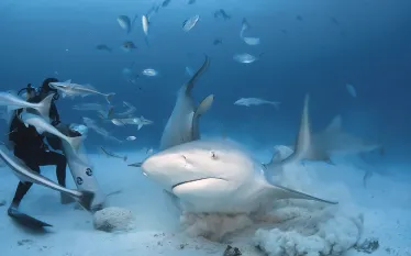 bull-shark-scuba-diver.jpg.webp