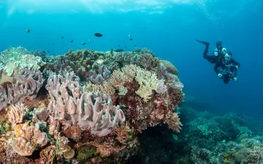 choosing-best-uw-camera-brent-durand-underwater.jpg.webp