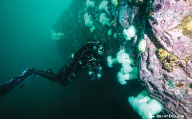 dive-model-brent-durand.jpg.webp