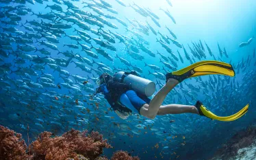 diver-finning-fish-shutterstock-dudarev-mikhail.jpg.webp