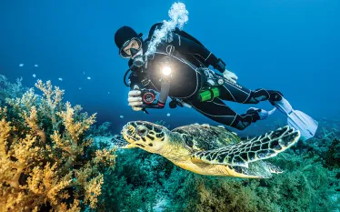diver-photographs-sea-turtle-courtesy-sealife.jpg.webp
