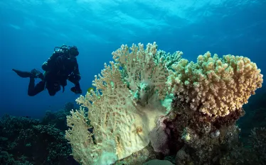 diver-reef-shutterstock-oksana-maksymova.jpg.webp