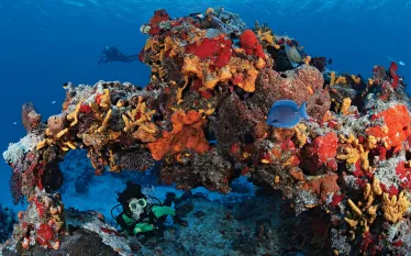 diver_dive_o_clock_cozumel_brandon_cole_scd_teaser.jpg.webp