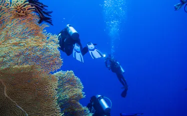 drift-divers-wall-palau-shutterstock-tankbar.png.webp