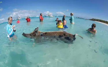 exuma_pig.jpg.webp