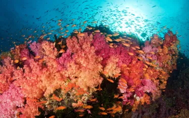 fiji-soft-coral-__.jpg.webp