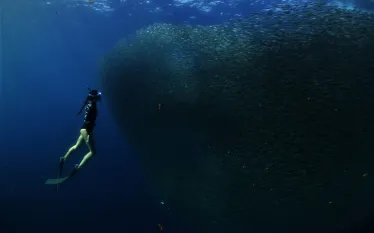 freediver-with-school-fish-shutterstock-roger-millan.jpg.webp