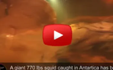 giantsquid.jpg.webp