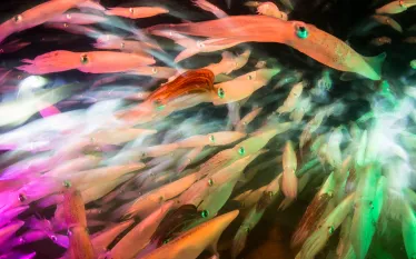 how-to-use-slow-shutter-speed-squid-durand_x.jpg.webp