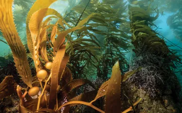 immersive-reef-scenes-.jpg.webp