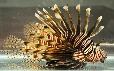 lionfish-removal-awareness-day-pensacola-florida.jpg.webp