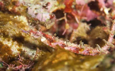 mantarock_wingedpipefish.jpeg.webp