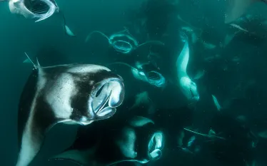 padi-travel-tips-maldives-manta.jpg.webp