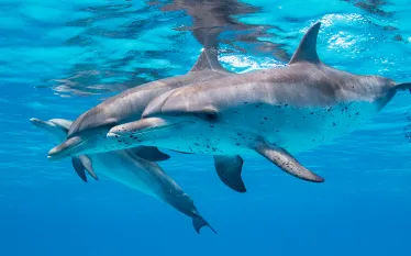 photo-tips-brent-durand-spotted-dolphins-x.jpg.webp