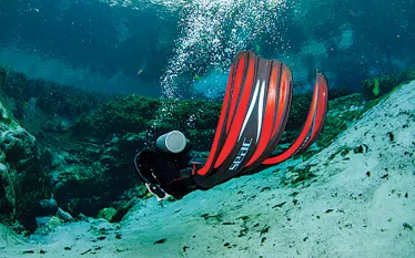 pick-fins-elly-wray.jpg.webp