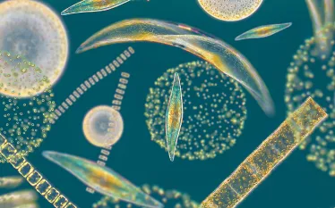 plankton-vert-image.jpg.webp