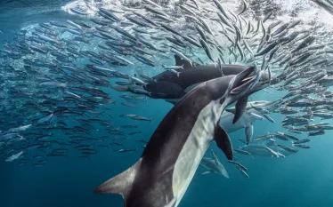 sardine-run-dolphin-teaser--wp-d-brandon_cole.jpg.webp