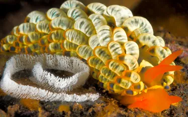 scu-nudibranch-macro-scuba-diving-tips_.jpg.webp