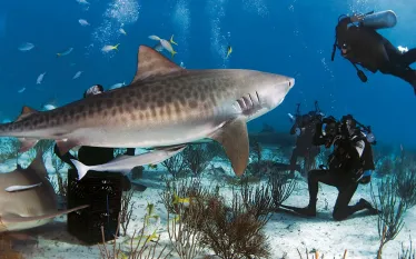 scu-tigershark.jpg.webp