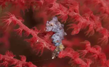 seahorse_raja_ampat_aggressor_image.jpg.webp