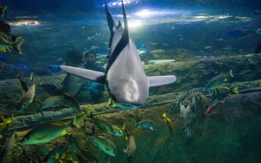 sealife-photoshoot-shark.jpg.webp