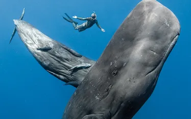 sperm-whales_scuba-diving_underwater_photo.jpg.webp