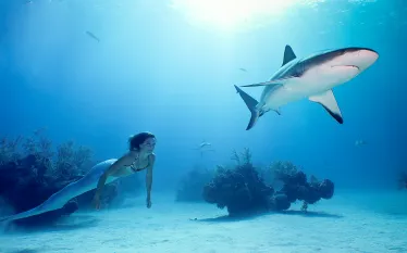 teaser-linden-mermaid-shark-credit-matthew-addison.png.webp
